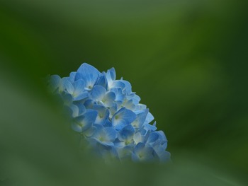 かくれてる。