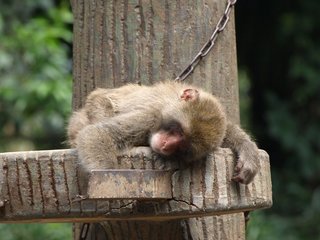 �뤤�����⤦���ܤ�����