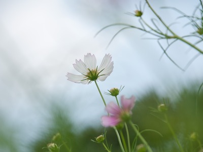 こすもす。