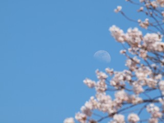 さくらんむーん。