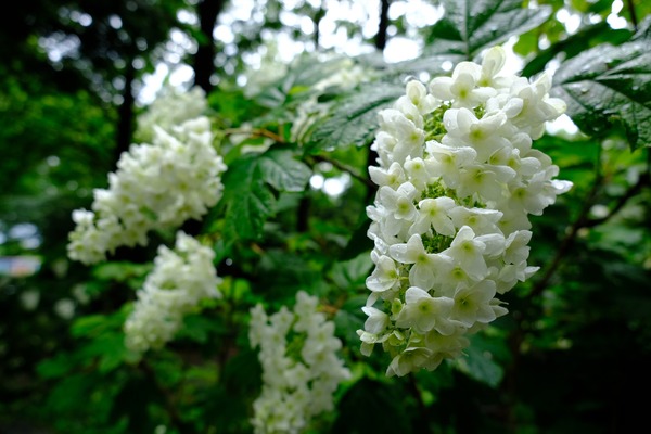 DSCF6307_RS
