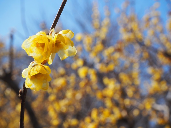 P1050009_R