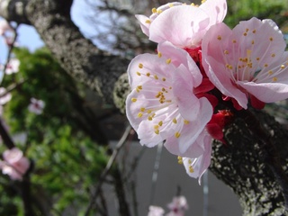 ����ǥ����ߣ���