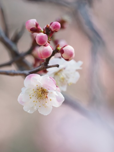 蕾が桃のよう。