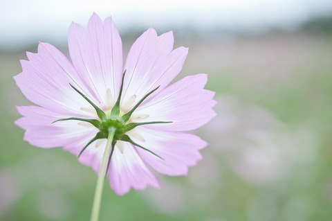 �ɤ����������⥹��