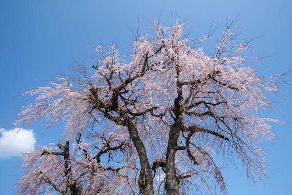 DSCF8775_rc_R