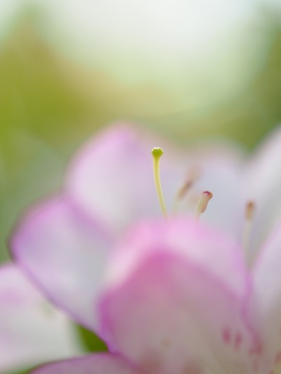 しべ。