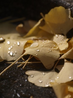 �����祦��ũ