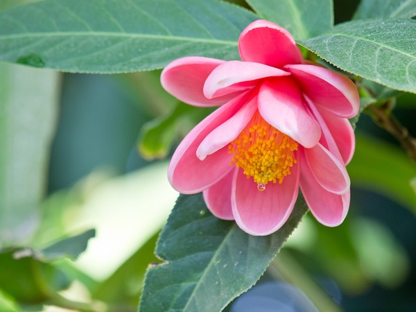 丸い花びら。