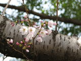 sakura2006-2