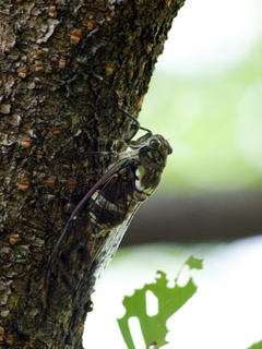 ���ߡ���