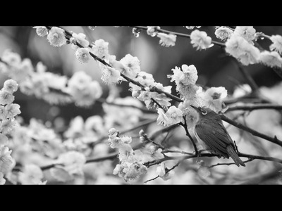 ���ͥޥƥ��å�