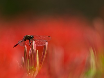 �֤�ͻ���롣