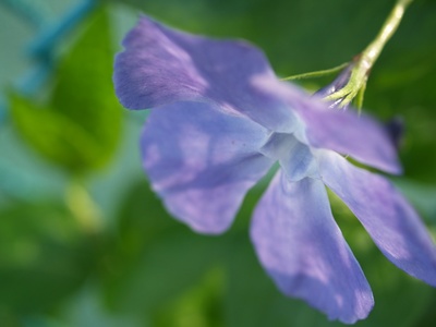 道端の花。