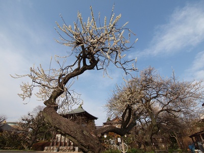 �ɤ��޿��ꡣ