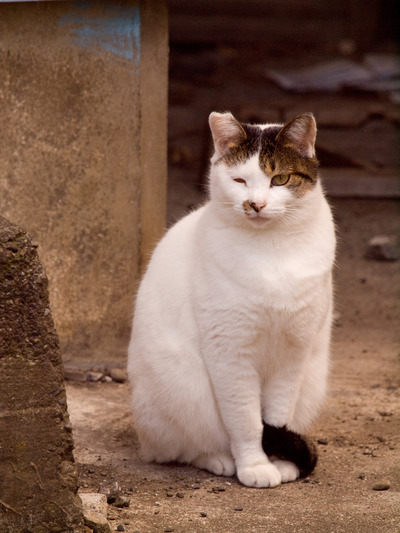 �����󤯤̤���