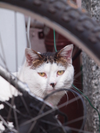 �����̤���