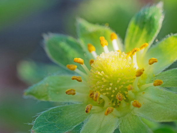 �Ϥ��������Ϥ�ʤ����