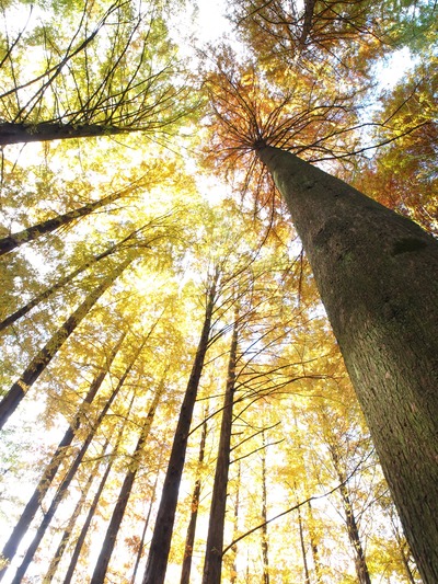 �����ˤ����Ρ�