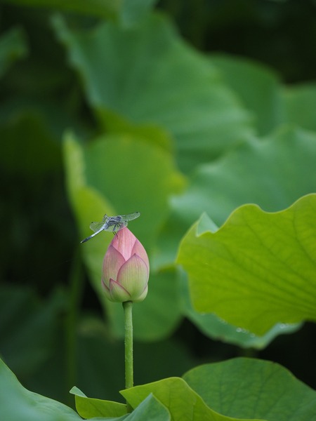 EM125854_R