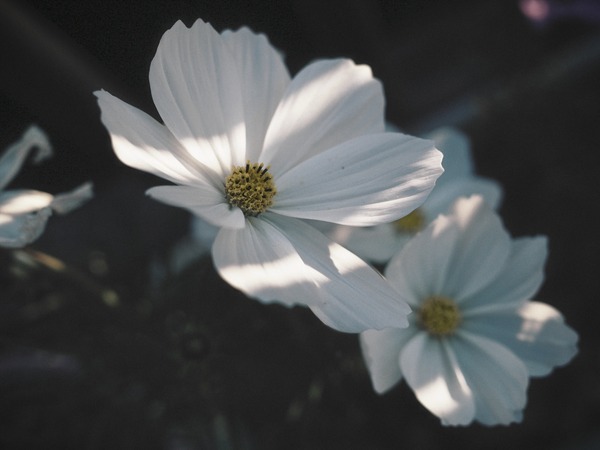 1M140207_rfc_R