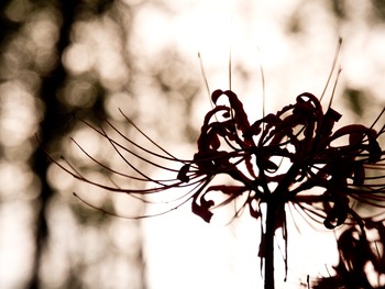 ���륨�åȡ�