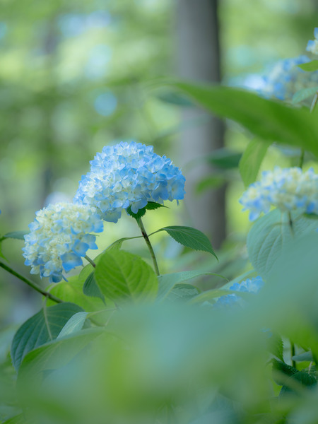 1X286129-����-NR