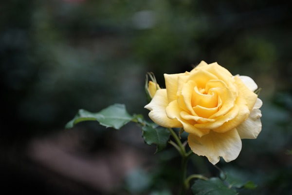 DSCF5610_RS