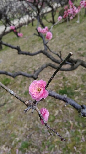万博記念公園へ梅 凪 風が止まる場所 万博記念公園へ梅 凪 風が止まる場所