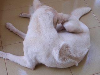 Phuquoc フーコック犬 Fionaのぼやき ベトナム生活喜怒哀楽日記