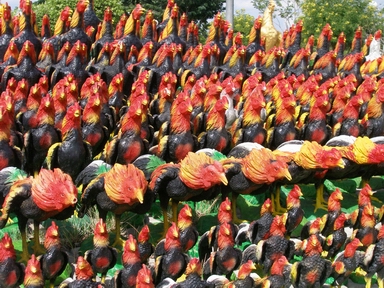 ニワトリがずらり