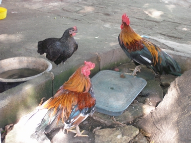 本物のニワトリ