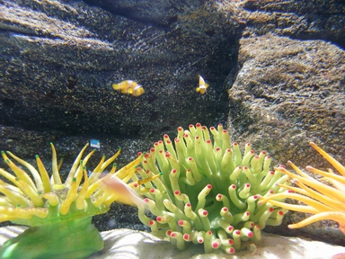 イソギンチャク