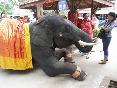 ミルクを飲むゾウ