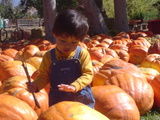 Liam pumpkin patch