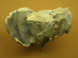 epipaleorithique