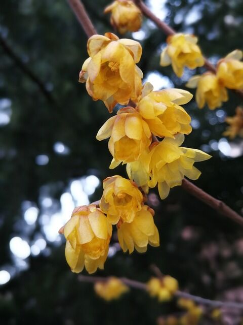 chimonanthus-praecox-3200040_640