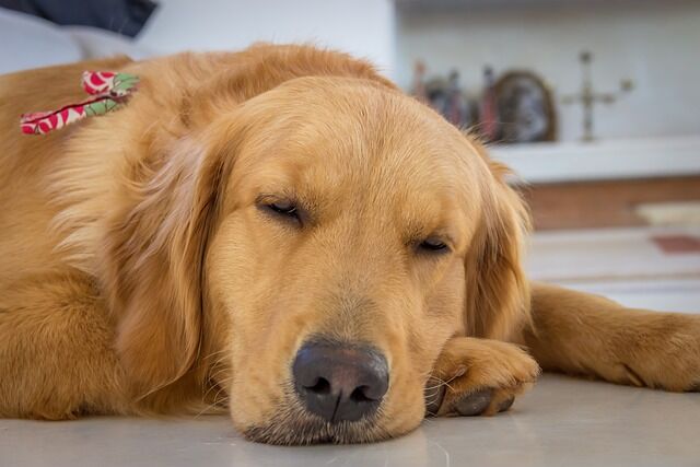 飼い犬の二大ご近所問題 無駄吠え と 噛みつき ボルゾイ暮らしトコトコ新聞21 飼い犬の二大ご近所問題 無駄吠え と 噛みつき ボルゾイ暮らしトコトコ新聞21