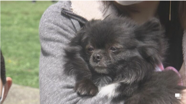 犬との暮らしのお役立ち情報 ボルゾイ暮らしトコトコ新聞22