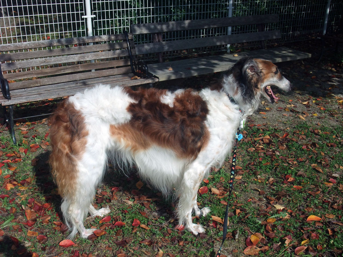 犬に関する事件 話題 ボルゾイ暮らしトコトコ新聞21 犬に関する事件 話題 ボルゾイ暮らしトコトコ新聞21