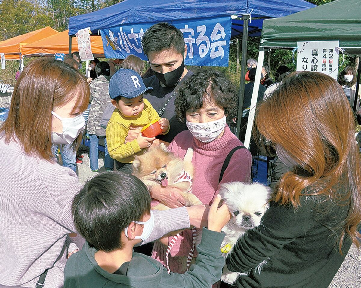 犬のレスキュー 愛護 ボルゾイ暮らしトコトコ新聞21 犬のレスキュー 愛護 ボルゾイ暮らしトコトコ新聞21