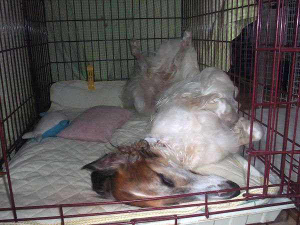 福岡県で多頭飼い崩壊 犬50頭 期限は6月末 ボルゾイ暮らしトコトコ新聞2021