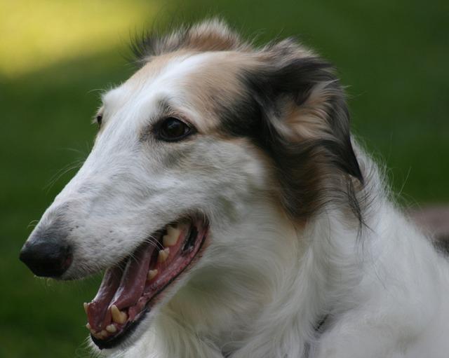 老犬との暮らし方 ボルゾイ暮らしトコトコ新聞22