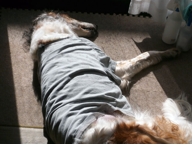 犬に関する事件 話題 ボルゾイ暮らしトコトコ新聞22