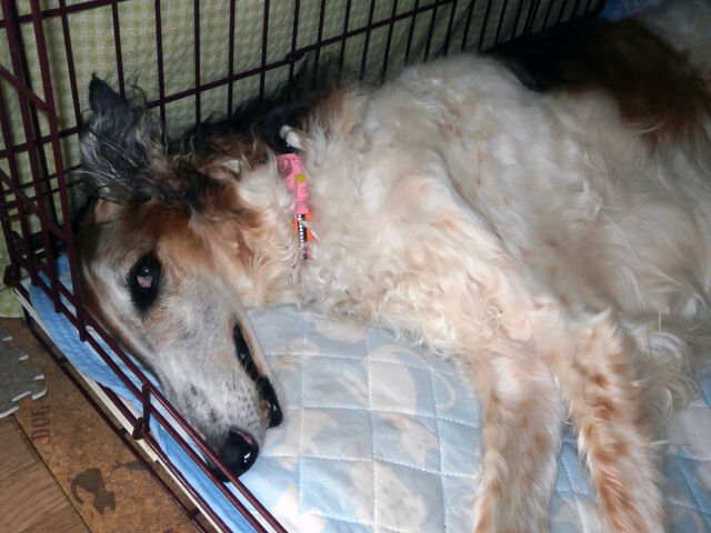 老犬との暮らし方 ボルゾイ暮らしトコトコ新聞22