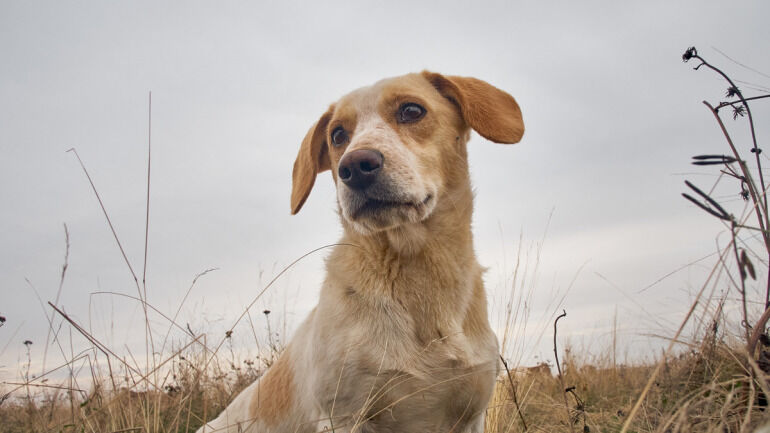 犬とのくらし ボルゾイ暮らしトコトコ新聞22