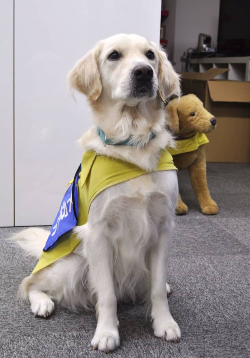 犬との暮らしのお役立ち情報 ボルゾイ暮らしトコトコ新聞21 犬との暮らしのお役立ち情報 ボルゾイ暮らしトコトコ新聞21