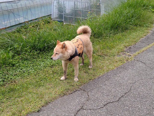 犬に関する事件 話題 ボルゾイ暮らしトコトコ新聞22