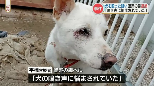 犬との暮らしのお役立ち情報 ボルゾイ暮らしトコトコ新聞22