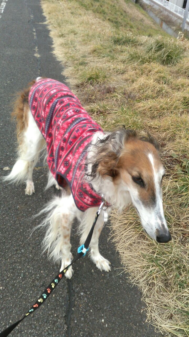 犬のレスキュー 愛護 ボルゾイ暮らしトコトコ新聞21 犬のレスキュー 愛護 ボルゾイ暮らしトコトコ新聞21